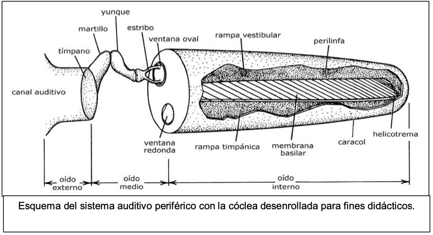 Imagen esquemática de la cóclea