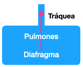 Esquema del mecanismo de la producción del sonido