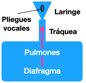 Esquema funcionamiento de la laringe