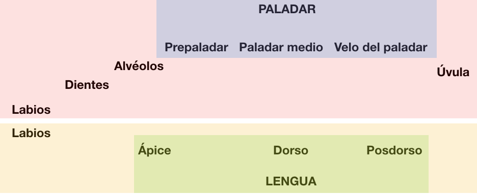 Esquema de los puntos articulatorios