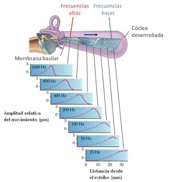 Tonotopía coclear